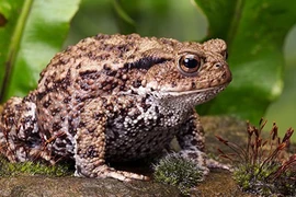 6 loài vật dự báo thiên tai cực chính xác khiến con người bất ngờ