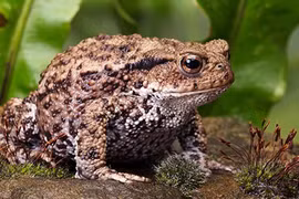 6 loài vật dự báo thiên tai cực chính xác khiến con người bất ngờ