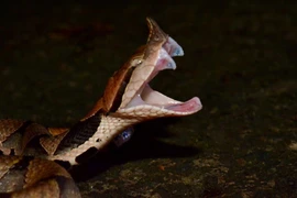  Loài rắn độc ở Việt Nam khiến nạn nhân mất mạng sau đúng 100 bước chân