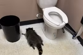 Gấu mèo "đại náo" cửa hàng rượu ở Mỹ, say xỉn rồi ngủ trong toilet