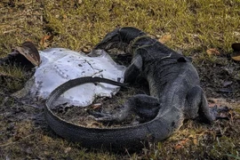 Đi dạo hồ, thanh niên sững người thấy cảnh tượng rùng rợn