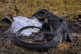 Đi dạo hồ, thanh niên sững người thấy cảnh tượng rùng rợn