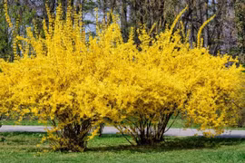 Sở hữu cây cảnh vàng tuyệt đẹp, gia chủ chạm tay tới giàu sang