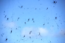 Sửng sốt những cơn mưa động vật lạ lùng nhất thế giới