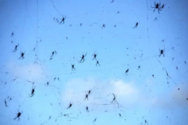 Sửng sốt những cơn mưa động vật lạ lùng nhất thế giới