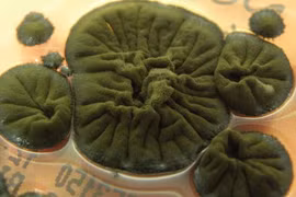 Khả năng bí ẩn của loại nấm ở vùng thảm họa hạt nhân Chernobyl