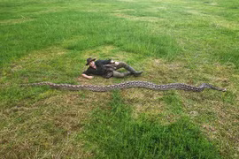 'Quái thú' gần 100 kg trong rừng rậm Indonesia xác lập kỷ lục thế giới