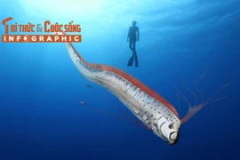 [INFOGRAPHIC] Cá mái chèo dạt biển Ninh Thuận, loài cực hiếm