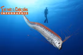 [INFOGRAPHIC] Cá mái chèo dạt biển Ninh Thuận, loài cực hiếm