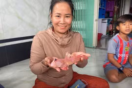 Bắt sống cá thòi lòi có màu hồng khác thường ở Cà Mau