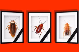 Lễ tưởng niệm côn trùng của công ty Nhật Bản gây tranh cãi