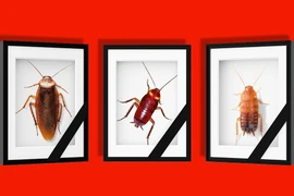 Lễ tưởng niệm côn trùng của công ty Nhật Bản gây tranh cãi