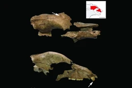 Tiết lộ bí mật đấu sĩ từng chiến đấu với gấu nâu khổng lồ