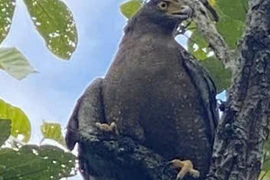 Ngắm dàn động vật quý hiếm trở về rừng Tây Nguyên