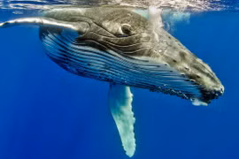 Cá voi đực lớn tuổi dùng 'giọng ca vàng' chinh phục bạn tình