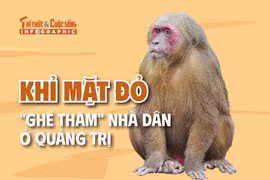 [INFOGRAPHIC] Khỉ mặt đỏ "ghé thăm" nhà dân ở Quảng Trị