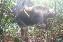 Phát hiện gấu ngựa, bò tót quý hiếm ở Quảng Ngãi nhờ bẫy ảnh