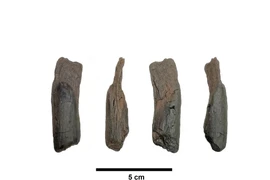 Công cụ gỗ cổ xưa nhất của Hy Lạp hé lộ bí mật lịch sử