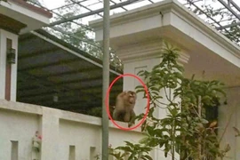 Khỉ đuôi lợn hiếm gặp tấn công người dân ở Thanh Hóa