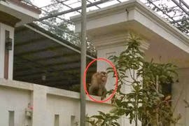 Khỉ đuôi lợn hiếm gặp tấn công người dân ở Thanh Hóa