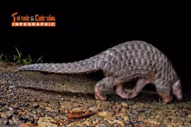 [INFOGRAPHIC] Tê tê vàng quý hiếm 'đi lạc' vào nhà dân Quảng Ngãi 