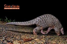 [INFOGRAPHIC] Tê tê vàng quý hiếm 'đi lạc' vào nhà dân Quảng Ngãi 