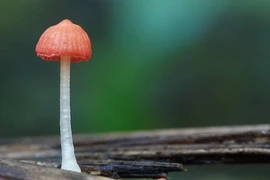 Top loài nấm đẹp nhất hành tinh, quý hiếm, rực rỡ đầy mê hoặc