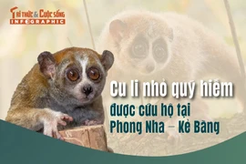 [INFOGRAPHIC] Loài cu li quý hiếm trong Sách Đỏ Việt Nam
