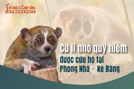 [INFOGRAPHIC] Loài cu li quý hiếm trong Sách Đỏ Việt Nam
