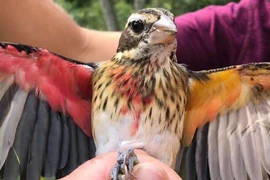 Điểm tên những động vật 'dị biệt' trong tự nhiên gây chấn động khoa học