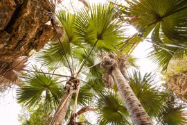 Loài cây độc lạ, cả đời chỉ nở hoa một lần rồi chết