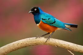 Loài chim gây kinh ngạc vì biết giúp đỡ nhau như người