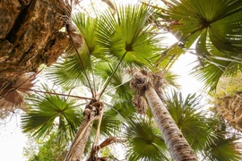 Loài cây độc lạ, cả đời chỉ nở hoa một lần rồi chết