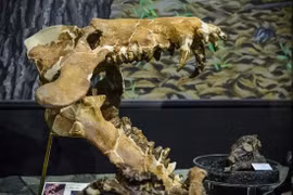 Kinh hãi 'lợn địa ngục' Bắc Mỹ có sức mạnh nghiền nát xương sư tử