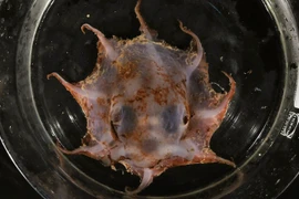 Phát hiện loài bạch tuộc mới có xúc tu đỏ tươi