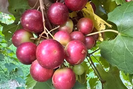 Cây cảnh phong thủy tuyệt đẹp, cho quả ngọt giúp gia chủ thịnh vượng