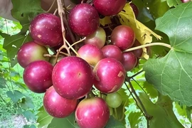 Cây cảnh phong thủy tuyệt đẹp, cho quả ngọt giúp gia chủ thịnh vượng