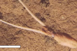 Kỳ lạ loài mực biết đóng giả thực vật, chưa từng biết đến