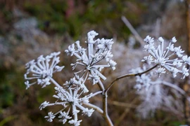 Tiết Đại Hàn là gì và kéo dài bao lâu trong năm 2026?