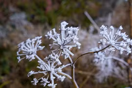 Tiết Đại Hàn là gì và kéo dài bao lâu trong năm 2026?