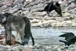 Bí ẩn "liên minh" săn mồi giữa quạ và sói hoang dã