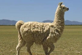 Bất ngờ loạt động vật giữ nhà siêu đỉnh, ngang hàng với chó