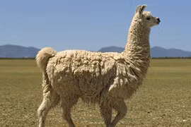 Bất ngờ loạt động vật giữ nhà siêu đỉnh, ngang hàng với chó