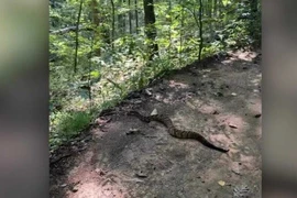 Đi bộ đường dài, người đàn ông kinh hãi gặp rắn đuôi chuông khổng lồ