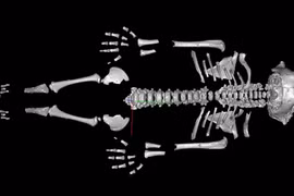 Chuyên gia lý giải trẻ em Neanderthal lớn nhanh hơn người hiện đại