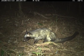 Bẫy ảnh bất ngờ 'tóm gọn' 27 loài động vật hoang dã trong rừng Mỹ Sơn