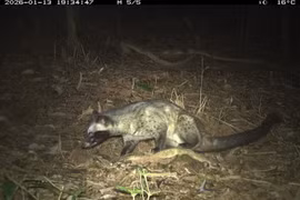 Bẫy ảnh bất ngờ 'tóm gọn' 27 loài động vật hoang dã trong rừng Mỹ Sơn