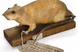 Giải mật kế hoạch của Anh nhằm phá hủy các nhà máy của Đức quốc xã