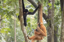 Vượn đen má hung Nam Bộ ghi nhận ở Đắk Lắk là loài trong sách Đỏ