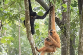 Vượn đen má hung Nam Bộ ghi nhận ở Đắk Lắk là loài trong sách Đỏ